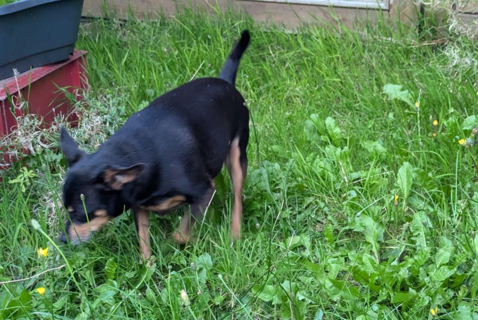 Fundmeldung Hund  Männliche Loos Frankreich