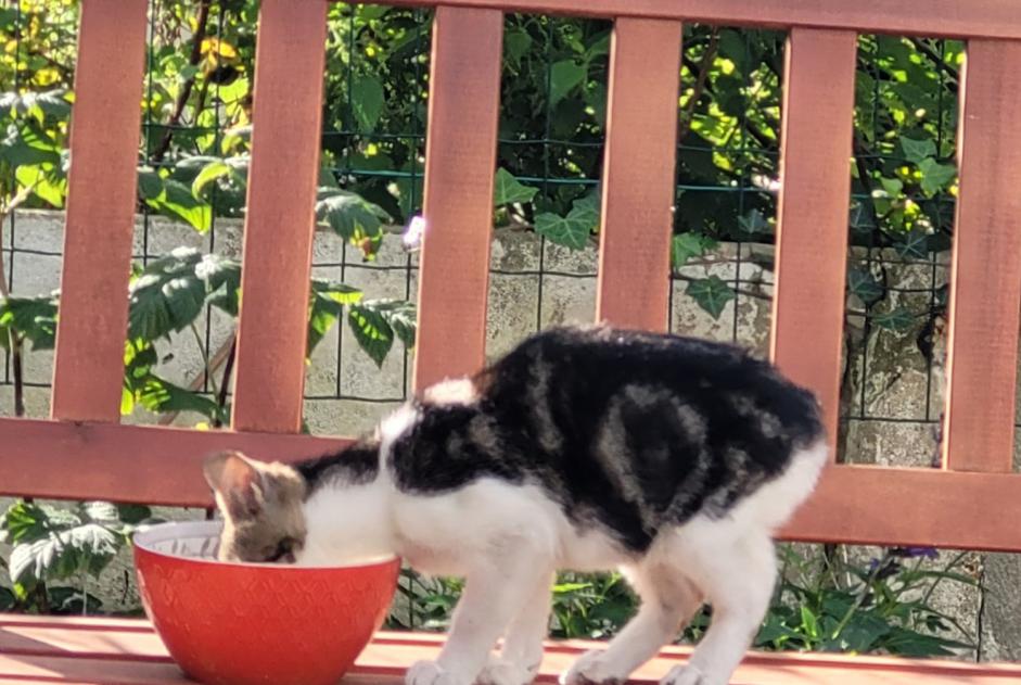 Fundmeldung Katze rassenmischung Unbekannt Wingles Frankreich