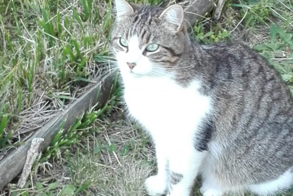 Vermisstmeldung Katze  Männliche , 8 jahre Vertou Frankreich