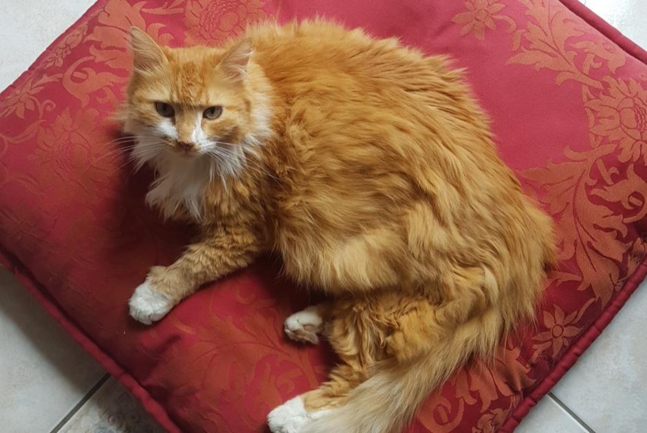 Vermisstmeldung Katze  Männliche , 10 jahre Saint-Hilaire-Saint-Mesmin Frankreich