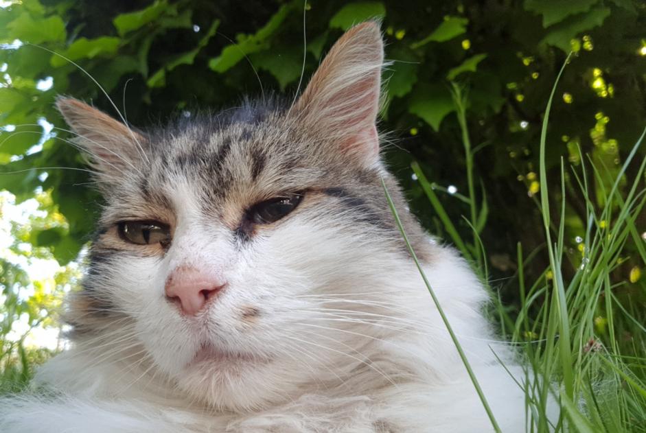 Vermisstmeldung Katze  Männliche , 11 jahre Orléans Frankreich