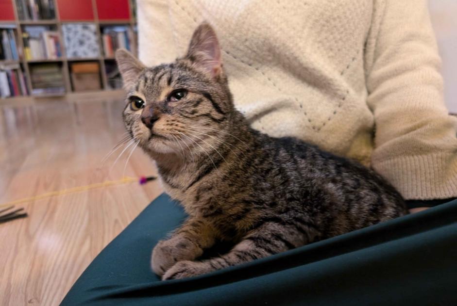 Discovery alert Cat  Unknown , Between 4 and 6 months Tourcoing France