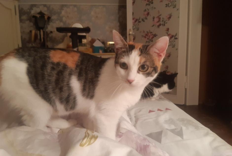 Disappearance alert Cat miscegenation Female , 1 years Libercourt France