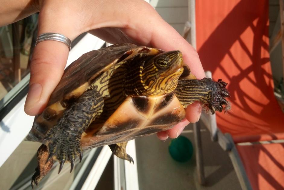 Discovery alert Tortoise Unknown Neuville-sur-Sarthe France