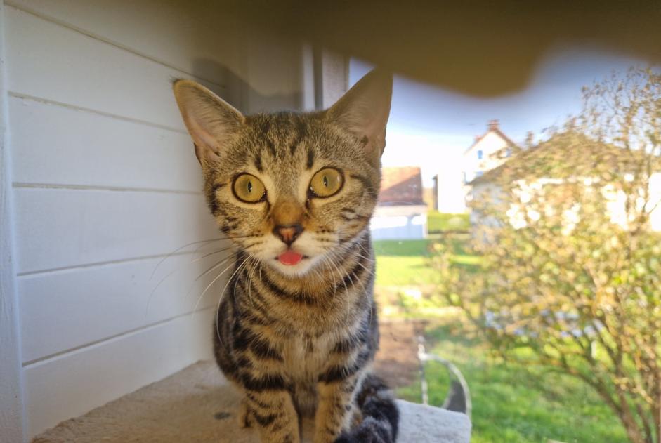 Alerta de Desaparición Gato cruce Hembra , 0 años Badevel Francia