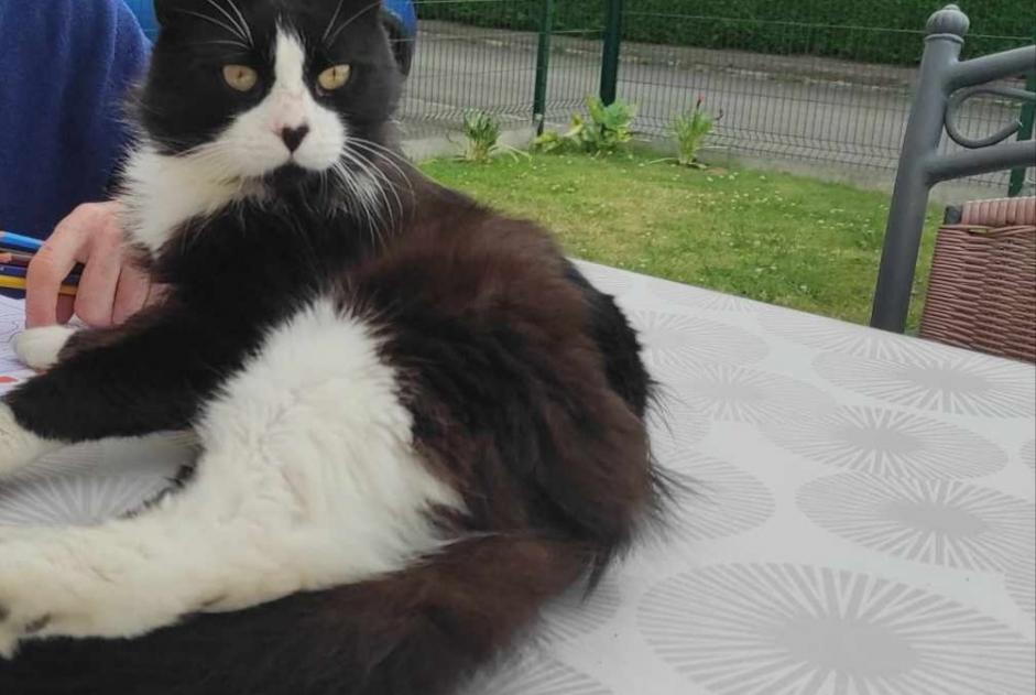 Alerta de Desaparición Gato Macho , 2 años Chauvigné Francia