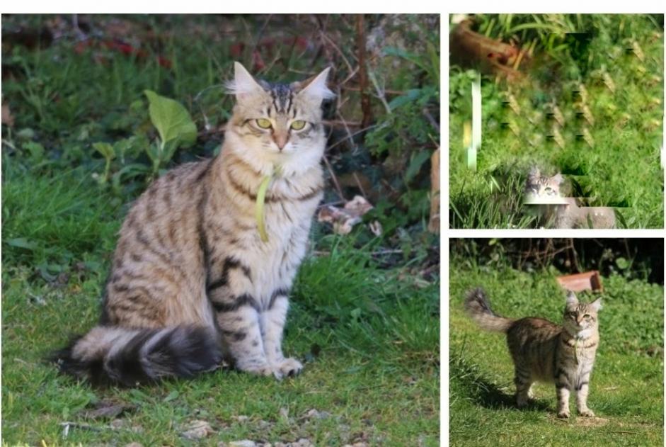 Alerta de Desaparición Gato Hembra , 5 años Prunay-le-Gillon Francia