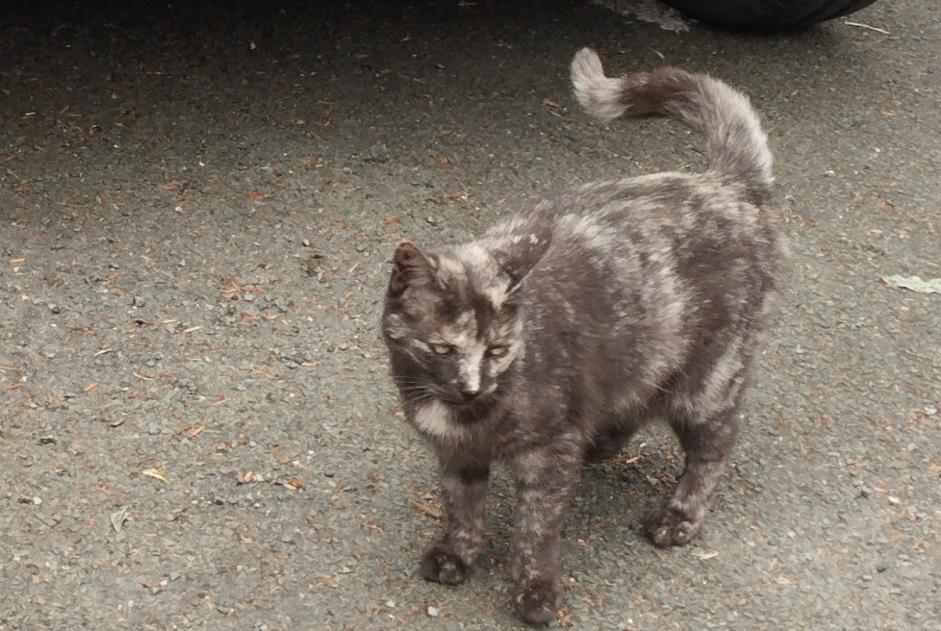 Alerta de Hallazgo Gato Desconocido Montreuil-Juigné Francia