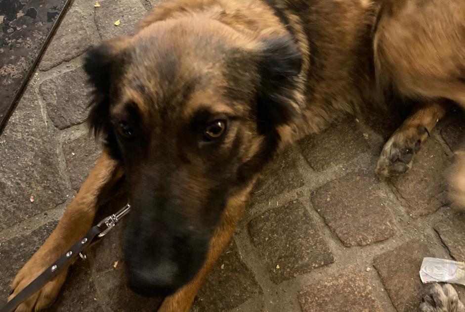 Alerta de Desaparición Perro cruce Hembra , 2 años Châteauroux-les-Alpes Francia