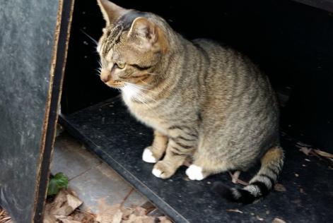 Alerte Disparition Chat Européen Mâle , 9 ans Mennecy France