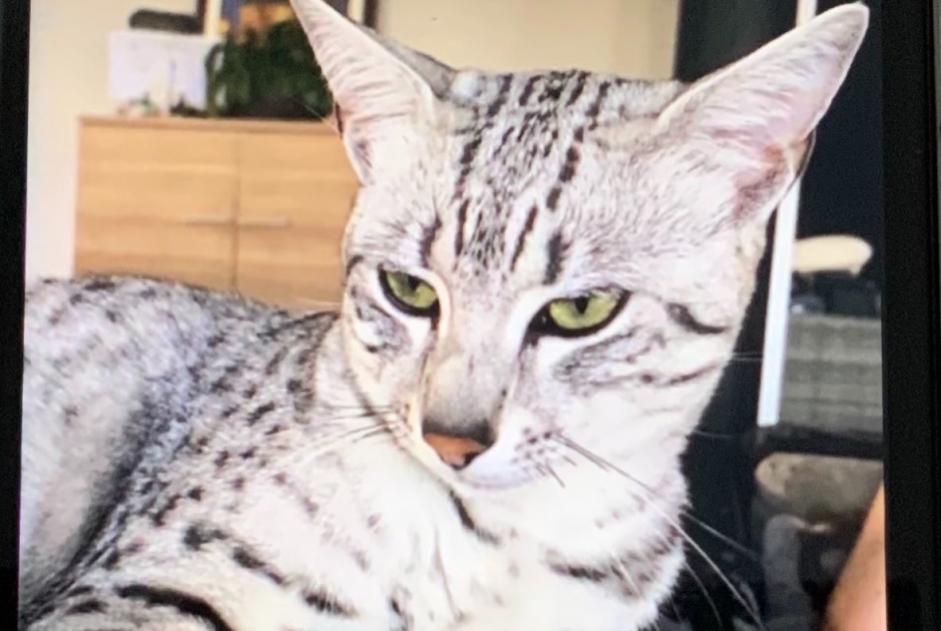 Alerte Disparition Chat  Mâle , 4 ans Montbéliard France