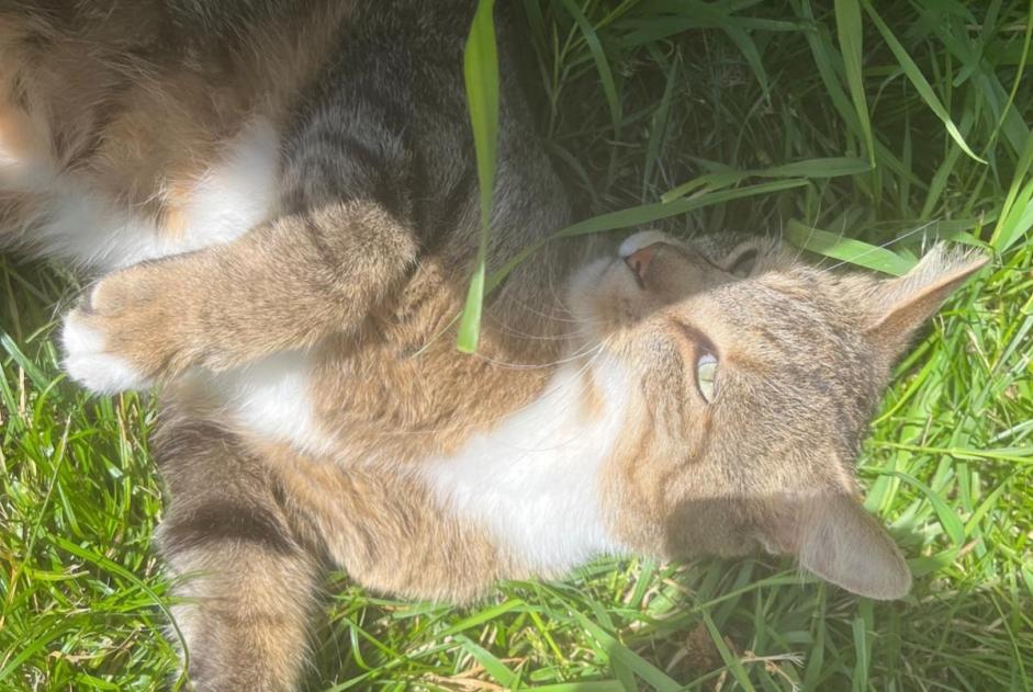 Alerte Disparition Chat Mâle , 5 ans Pont-Saint-Martin France