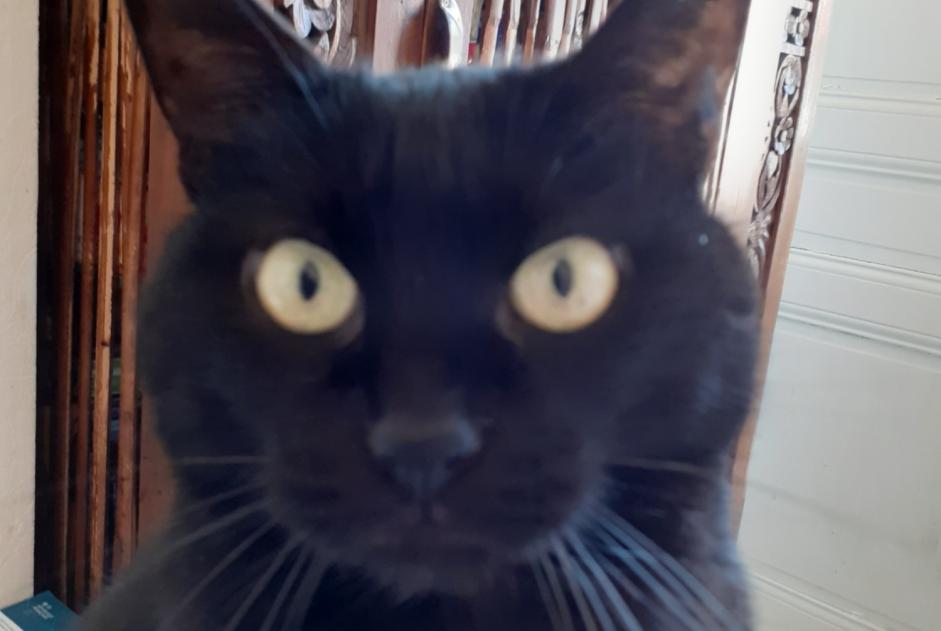 Alerte Disparition Chat Femelle , 25 ans Roanne France