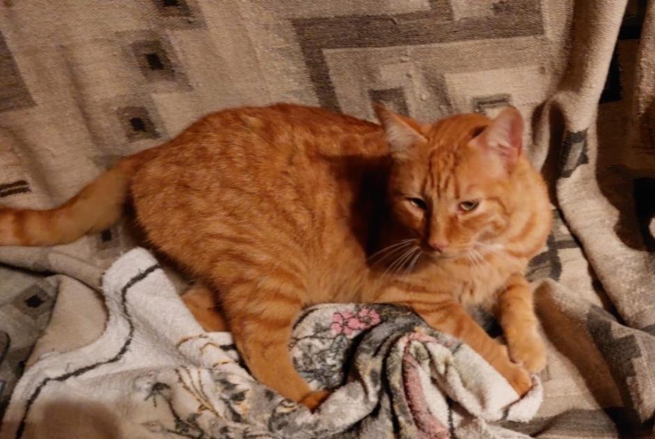 Alerte Disparition Chat Mâle , 5 ans Castanet-Tolosan France