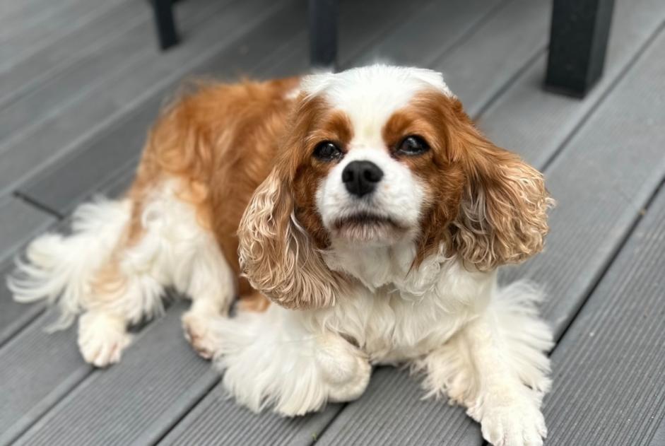 Alerte Disparition Chien  Femelle , 8 ans Cloyes-les-Trois-Rivières France