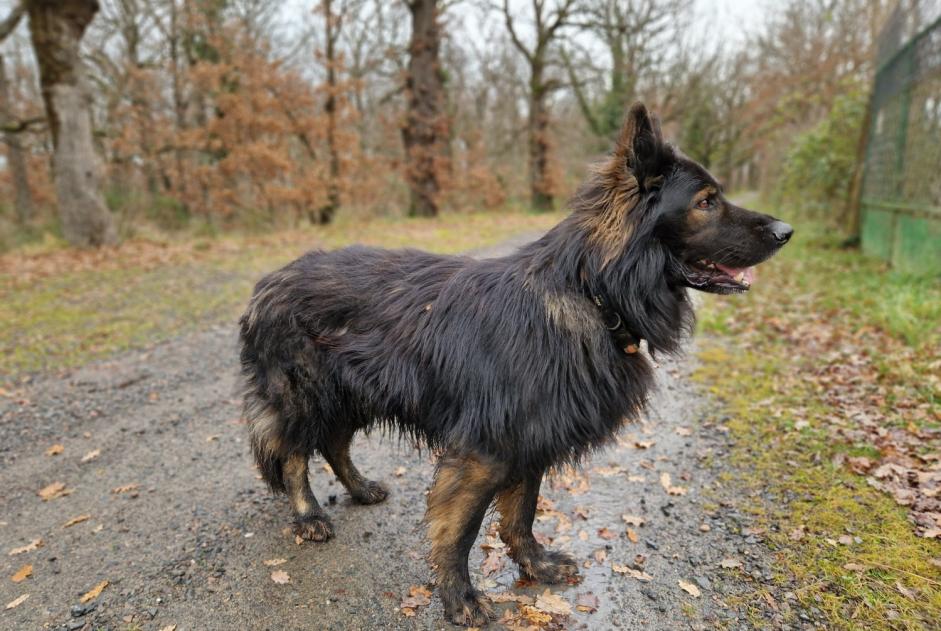 Alerte Disparition Chien  Mâle , 6 ans Poncins France