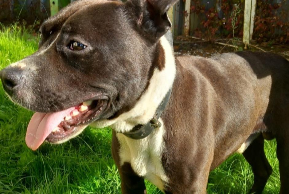 Alerte Découverte Chien croisement Mâle Flaumont-Waudrechies France