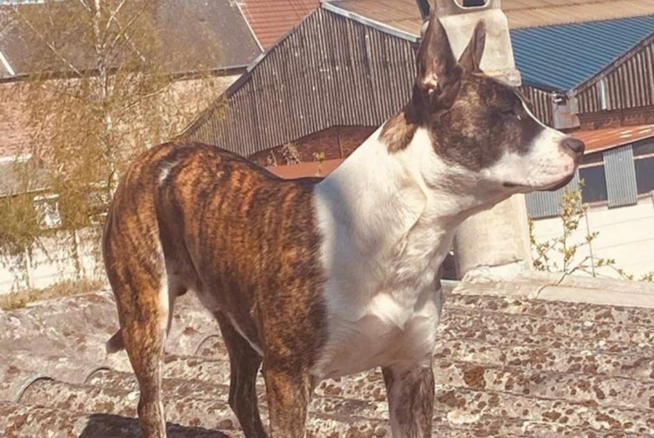 Avviso scomparsa Cane  Maschio , 4 anni Louvroil Francia