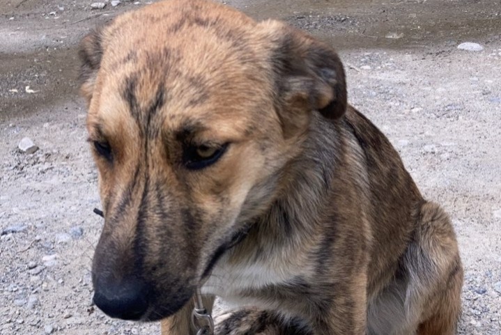 Avviso scomparsa Cane incrocio di razze Femmina , 1 anni Châteauroux-les-Alpes Francia