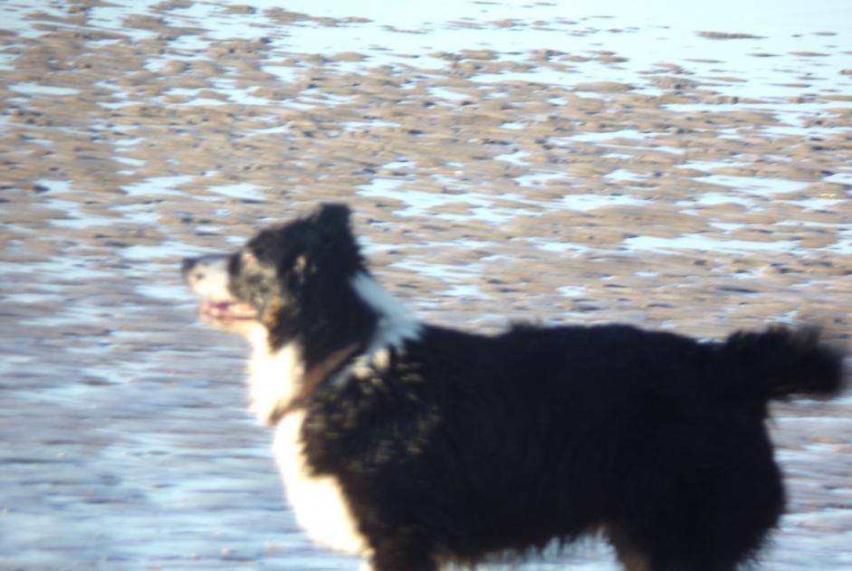 Avviso scomparsa Cane  Femmina , 7 anni Téteghem-Coudekerque-Village Francia