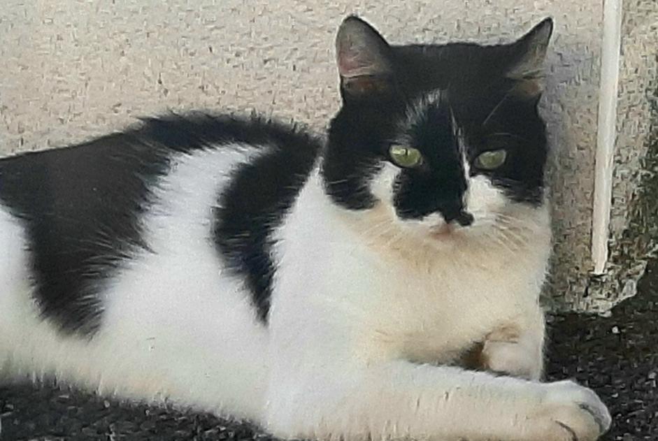 Avviso scomparsa Gatto incrocio di razze Maschio , 2 anni Toulouse Francia