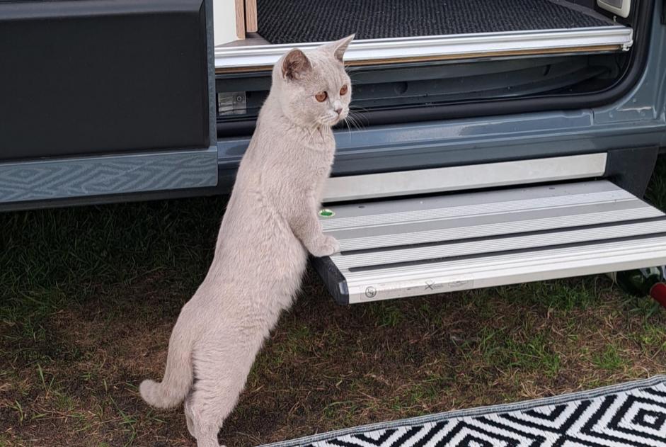 Avviso scomparsa Gatto  Femmina , 0 anni Audresselles Francia