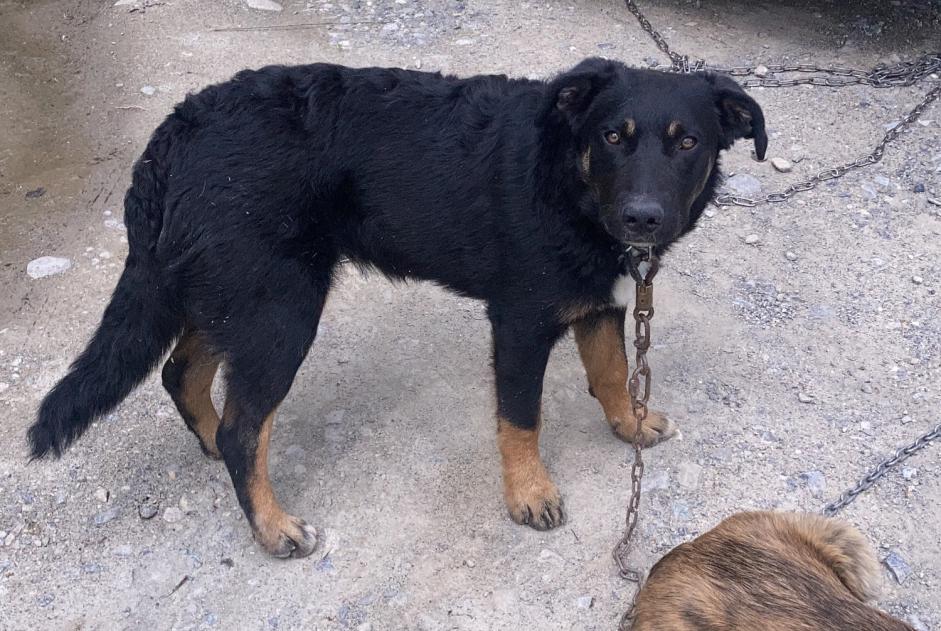 Verdwijningsalarm Hond rassenvermenging Mannetje , 1 jaar Châteauroux-les-Alpes Frankrijk