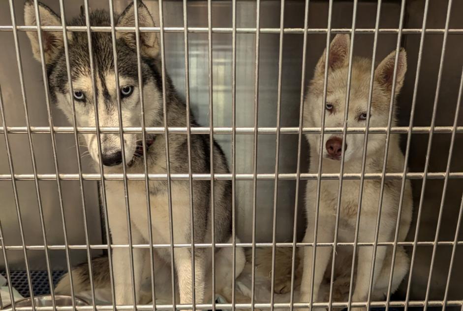 Alerta descoberta Cão  Fêmea Rieux-de-Pelleport France