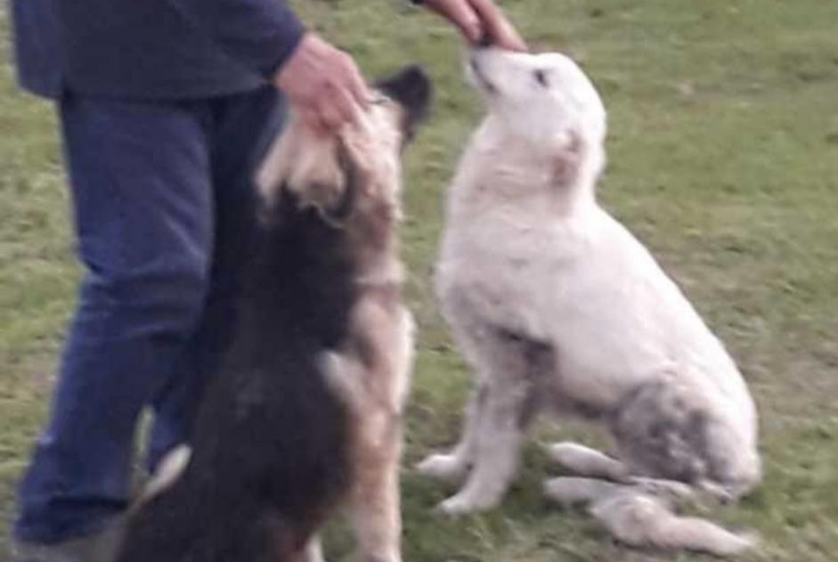 Alerta descoberta Cão Desconhecido Momuy France