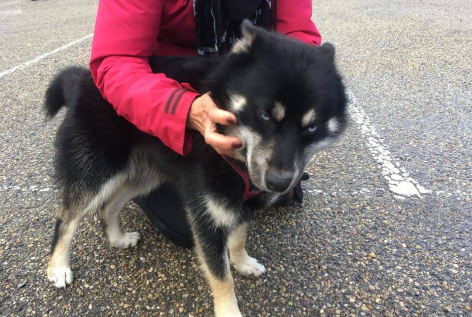 Alerta descoberta Cão  Macho Pavezin France