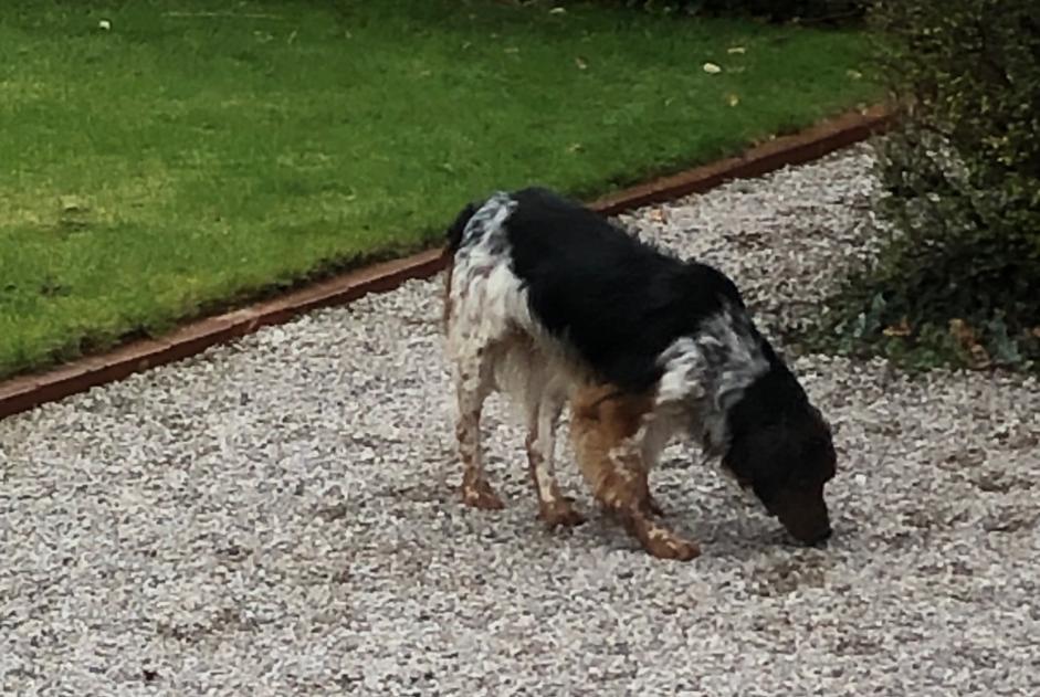 Alerta descoberta Cão Macho Zutkerque France