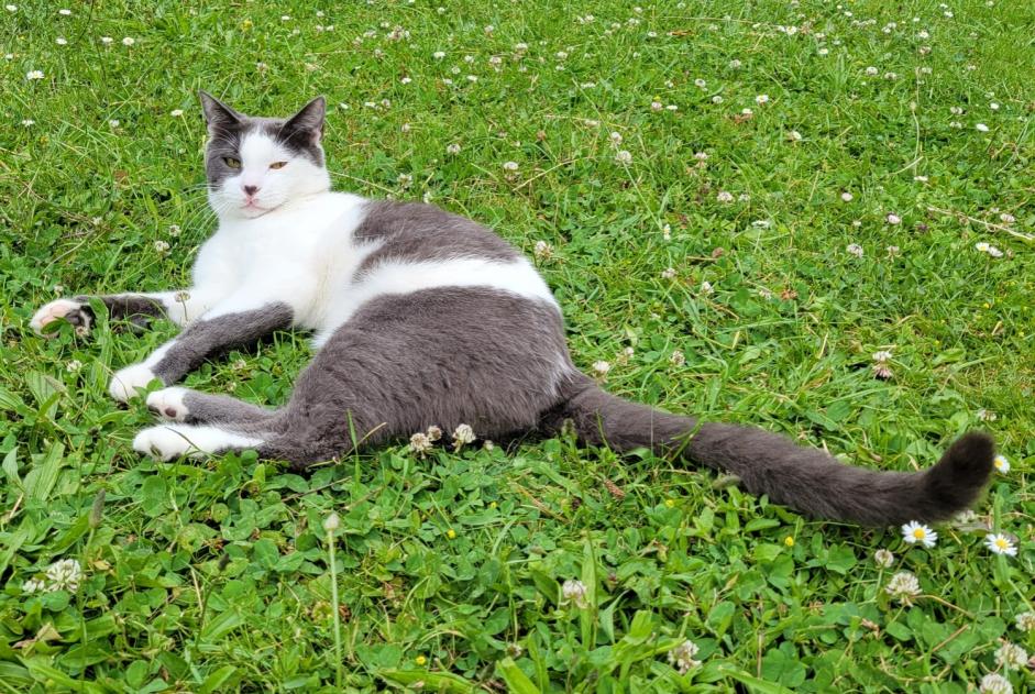 Alerta desaparecimento Gato Macho , 1 anos Nantes France