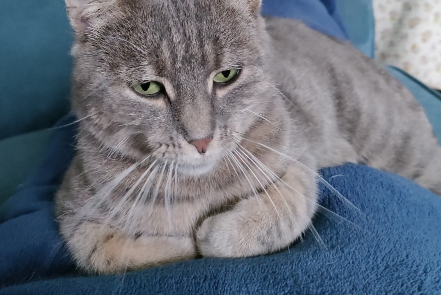 Alerta desaparecimento Gato  Fêmea , 2 anos Grugies France