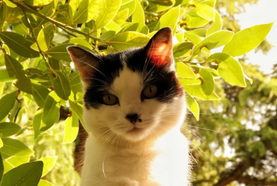 Alerta desaparecimento Gato Fêmea , 8 anos Orléans France